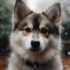Acacia Pomsky: A Guide To The Adorable Pomskies