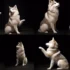 Prix d’un chien Pomsky : combien coûte cette race de chien adorable ?