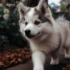 What Is The Average Pomsky Weight? Understanding Size And Appearance
