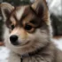 American Eskimo Vs Pomsky: Which Is The Better Companion Dog?