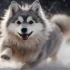 How Big Do Pomskies Get: Understanding Their Size And Appearance