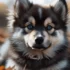 FAQs about Puppy Pomsky