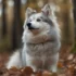 Coastal Pomskies: The Ultimate Guide to this Adorable Breed