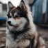 Pomsky Average Price: How Much Does A Pomsky Puppy Cost?