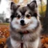 Pomsky Breed Traits: Understanding the Personality, Size and Appearance