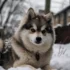 Adopting a Pomsky: Tips and Tricks for Finding Your New Furry Friend