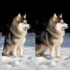 Hawaiian Pomskies: Size, Appearance, and Temperament