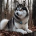 What to Know About Pomskies: A Guide to Understanding Their Personality Traits