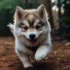 Pomsky Health: Tips to Keep Your Pomsky Happy and Healthy