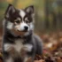 FAQs about Pomsky Full Grown Size