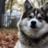 Raza Pomsky: Everything You Need to Know About this Adorable Pomsky Mix
