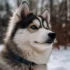 Pomsky adulte taille: Tout savoir sur la taille adulte des Pomskies