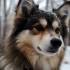 ¿Cuánto cuesta un perro Pomsky en Colombia? Descubre los precios y criadores disponibles