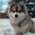 Pomsky Lab Mix: Understanding The Personality Traits