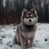 ¿Quieres comprar un perro Pomsky? Aquí te contamos todo sobre esta raza única