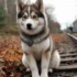 The Cost of a Pomsky Puppy: What You Need to Know