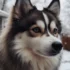 Craigslist Pomsky Puppies: How to Find Your Perfect Pomsky Companion