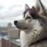 My Pomsky: Understanding the Personality Traits and Temperament of this Unique Breed