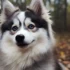 Pomsky Cross: Understanding the Personality Traits of These Designer Dogs
