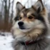 Pomsky Size And Weight: How Big Do Pomskies Get?