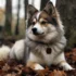 Pomsky Puppy Shedding: Tips for Managing Your Pomsky’s Fur