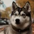 Find Your Perfect Companion: Tips for Choosing a Criadero Pomsky