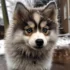 What Is A Pomsky Dog Breed: Everything You Need To Know