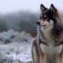 Can You Trim A Pomsky’s Hair At Home?