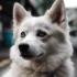 Blue Merle Pomsky Full Grown: An Overview Of Size And Appearance