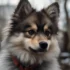 Pomsky Puppies For Sale In Sacramento – Find Your Furry Companion Today!