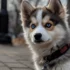 Pomskies For Sale In Indiana