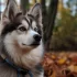 Pomsky Dealers: Tips for Finding a Reputable Pomsky Breeder
