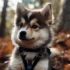 Pomsky Australian Shepherd Mix: Understanding This Unique Crossbreed
