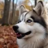 Do Pomskies Exist? An Introduction to the Adorable Pomeranian Husky Mix