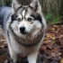 Pomskies for Sale in Austin