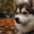 50 50 Pomsky: Everything You Need To Know About This Adorable Hybrid Breed