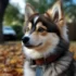 Where To Buy Pomsky Puppies: Tips And Recommendations