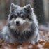 Do Pomskies Make Good Pets? Pros And Cons To Consider