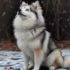 Adorable Pomsky Photos To Brighten Your Day