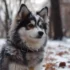 Pomsky Breed Info: Size, Personality Traits, And Breeding Standards