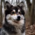 Pomsky Age Expectancy: How Long Do Pomskies Live?