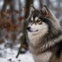 Dogs 101: Everything You Need to Know About the Adorable Pomsky Breed
