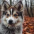 True Pomsky Kennel: Finding a Reliable Breeder for Healthy Pomskies