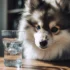 The Dog, Pomeranian, cutest Pomsky ever
