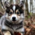 Adorable Pomsky Puppies Pictures To Melt Your Heart