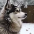 Premier Pomskies: Where to Find the Best Pomsky Breeders
