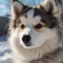 Canadian Pomskies: A Guide To Understanding Their Temperament And Behavior