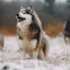 Can Pomskies Breed Naturally? Understanding The Breeding Standards