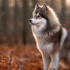 Black And Brown Pomsky: A Guide To Understanding This Adorable Breed