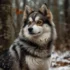 Pomsky Vs Siberian Husky: Understanding The Differences And Similarities